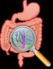Probiotics Capsules – Probiotic Complex 40 Billion CFUs – Weight Loss Pills 2B