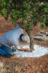 Greek Natural Mastic Fine Powder Mastixa Premium Quality Fast Free Ship 15 grams