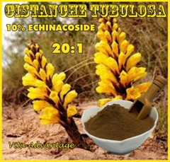 ORGANIC CISTANCHE TUBULOSA EXTRACT POWDER 20:1 50g/100g 10% ECHINACOSIDE