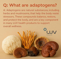 LUV Health Flow Drops – Health LUV Flow Adaptogen Mushroom Blend Drops [USA]