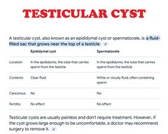 QUISTE TESTICULAR ROMOVEDOR – NO MAS DOLOR – Made in USA – 100% Natural