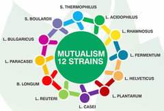 PRObiotics & PREbiotics for 60 days 12 strains 12 billion Vegan GOODFOR CHILDREN