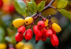 Berberine with Ceylon Cinnamon 1200mg 240 Softgels Organic Health & Immune USA
