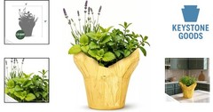 Herb Stress Relief Combo – Lemon Balm, Lavender & Mint – Indoor/Outdoor Live …