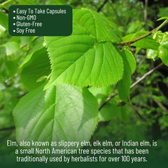 Slippery Elm-Support Digestive Health, Gut Health, Digestive Constipation Relief