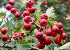 Calm down essential oil – HAWTHORN LEAF EXTRACT 665MG 2B – hawthorn berry powder