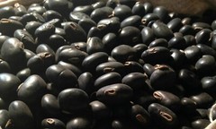White & Black Kaunch Seeds Mucuna Pruriens Indian Velvet Bean Konch Beej 100g