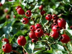 Calm down essential oil – HAWTHORN LEAF EXTRACT 665MG 2B – hawthorn berry powder