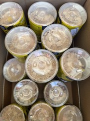 CLUMPY Cellucor C4 Original Mango Foxtrot 30 Servings 10/26