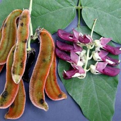 Wellness ginseng – MUCUNA PRURIENS – Adaptogen Holy Basil 2 Bottles