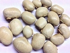 White & Black Kaunch Seeds Mucuna Pruriens Indian Velvet Bean Konch Beej 100g
