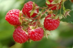 Pure Raspberry Ketone Lean 1200mg Weight Loss (1 Bottle)