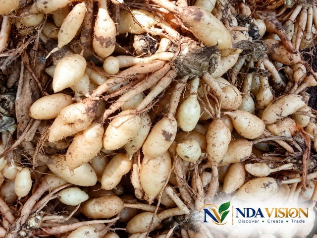 Fresh White Turmeric