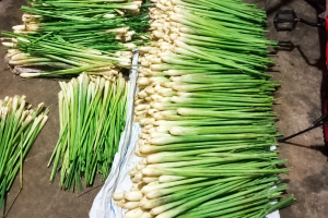 Lemongrass