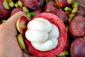 ndonesian Fresh Mangosteen