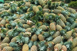 Indonesian Fresh Pineapple