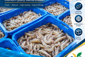Indonesian Fresh Shrimp