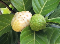 Parasite wormwood – ANTI PARASITE – NONI COMBO – black walnut powder