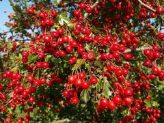 Calm down essential oil – HAWTHORN LEAF EXTRACT 665MG 2B – hawthorn berry powder