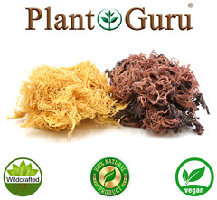 Purple Sea Moss St Lucia / Dr Sebi Irish Moss Wildcrafted 100% Pure Raw