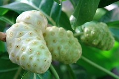 Parasite wormwood – ANTI PARASITE – NONI COMBO – black walnut powder