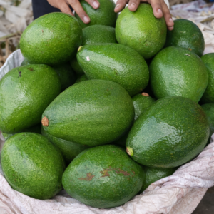 Premium Super Avocado – selected grade