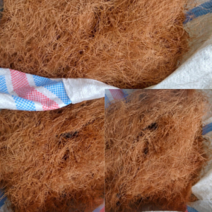 coconut fiber thumbnail