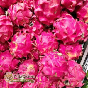 fresh dragon fruit – premium export quality