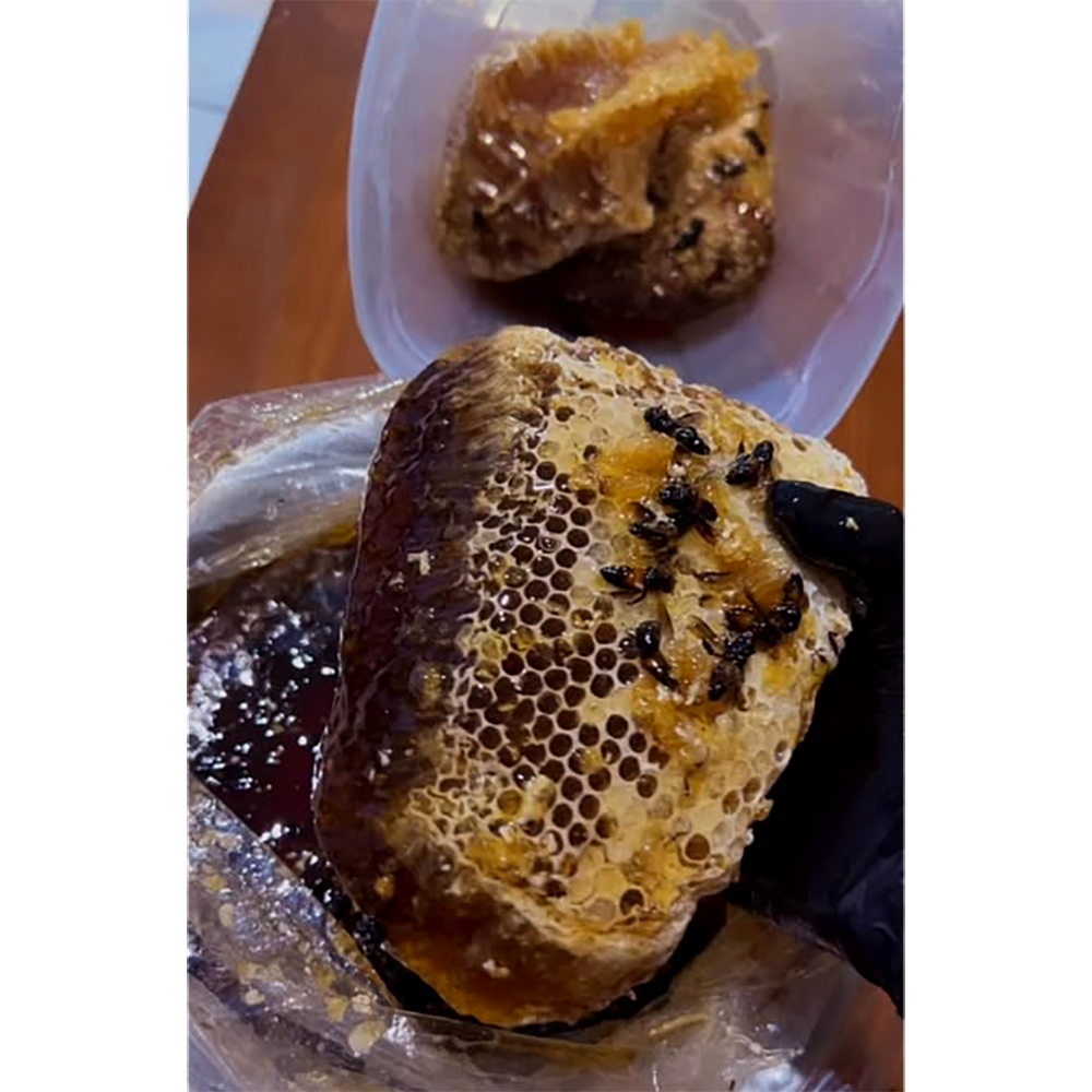 raw natural honeycomb – 100% pure fresh forest honeycomb raw natural honeycomb – 100% pure fresh forest honeycomb