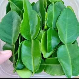 Home Fresh kaffir lime leaves – premium indonesian citrus leaves 1 kg