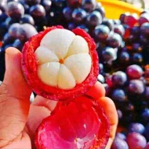 mangosteen thumbnail